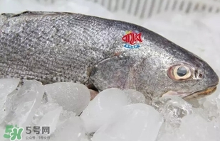 黃唇魚是黃花魚嗎？黃唇魚是黃魚嗎？