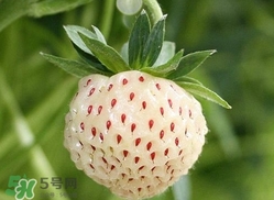 菠蘿莓苗多少錢(qián)一顆？菠蘿莓怎么種植