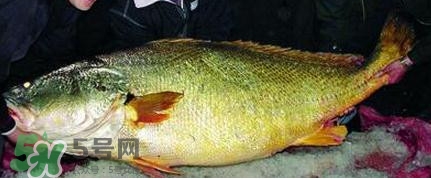 黃唇魚可以買賣嗎？黃唇魚買賣違法嗎？