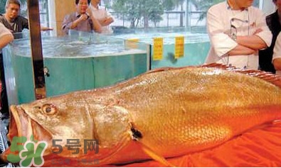 黃唇魚可以買賣嗎？黃唇魚買賣違法嗎？