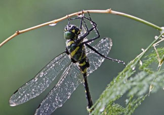2017年端午節(jié)會(huì)下雨嗎？2017年端午節(jié)下雨好嗎？