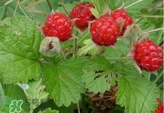 山莓多少錢一斤？為什么沒人種植山莓