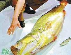 黃唇魚(yú)怎么做？黃唇魚(yú)怎么保存