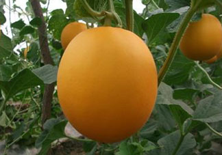 來月經(jīng)可以吃甜瓜嗎？月經(jīng)期間可以吃甜瓜嗎？