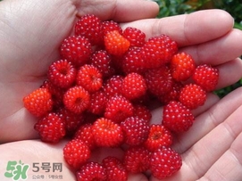 覆盆子哪里有賣？覆盆子多少錢一斤？