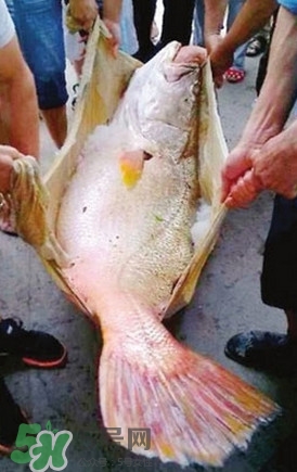 黃唇魚為什么不能養(yǎng)殖？ 黃唇魚淡水能養(yǎng)殖嗎