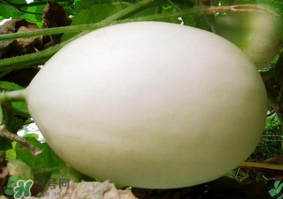 甜瓜可以減肥嗎？減肥可以吃甜瓜嗎？