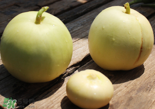 甜瓜可以減肥嗎？減肥可以吃甜瓜嗎？