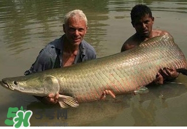 金錢鳘是什么魚？金錢鳘是淡水魚嗎？