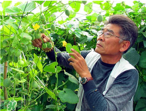 甜瓜為什么坐不住瓜？香瓜坐不住瓜的原因