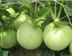 甜瓜為什么坐不住瓜？香瓜坐不住瓜的原因