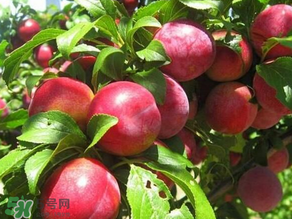 ?油桃是發(fā)物嗎？?油桃是不是發(fā)物？