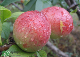 ?油桃是發(fā)物嗎？?油桃是不是發(fā)物？