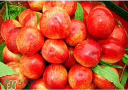 油桃什么人不能吃？油桃的禁忌