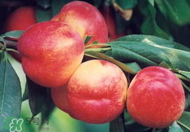 油桃是嫁接的嗎？油桃是什么嫁接的？