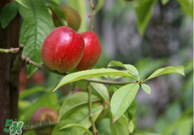 油桃是嫁接的嗎？油桃是什么嫁接的？