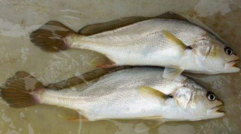 小孩能吃黃唇魚嗎？小孩吃黃唇魚好嗎？