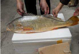 小孩能吃黃唇魚嗎？小孩吃黃唇魚好嗎？