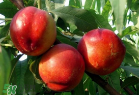 油桃和芒果可以一起吃嗎？芒果和油桃能一起吃嗎？