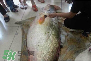 黃唇魚魚鰾能救命？黃唇魚魚鰾可以救命？