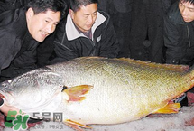 寶寶能吃金錢鳘嗎？金錢鳘寶寶吃了好嗎？