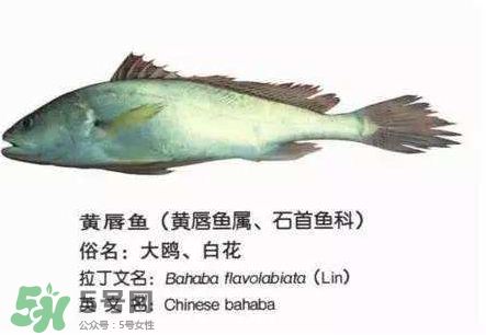 寶寶能吃金錢鳘嗎？金錢鳘寶寶吃了好嗎？