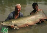 寶寶能吃金錢鳘嗎？金錢鳘寶寶吃了好嗎？