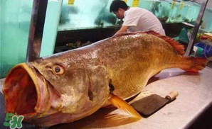 寶寶能吃金錢鳘嗎？金錢鳘寶寶吃了好嗎？