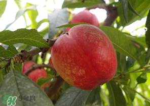 油桃和牛奶能一起吃嗎？喝完牛奶能吃油桃嗎？