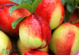 油桃和香蕉能一起吃嗎？油桃能和香蕉一起吃嗎？