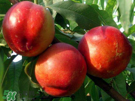 油桃和香蕉能一起吃嗎？油桃能和香蕉一起吃嗎？