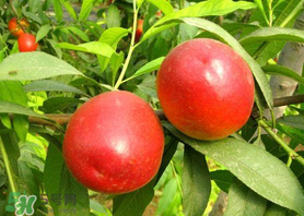 油桃和香蕉能一起吃嗎？油桃能和香蕉一起吃嗎？