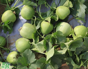 甜瓜吃多了會怎么樣？甜瓜吃多了會胖嗎？