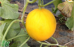 來月經(jīng)可以吃甜瓜嗎？月經(jīng)期間可以吃甜瓜嗎？