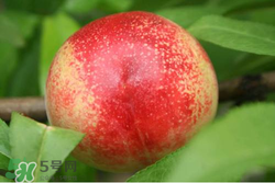 吃油桃需要削皮嗎？吃油桃剝皮吃還是不剝？