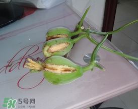 香瓜裂口怎么回事？香瓜裂了怎么辦？