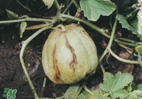 香瓜裂口怎么回事？香瓜裂了怎么辦？