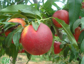 油桃怎么保存？油桃怎么保鮮？