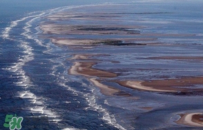 金錢鳘是哪里原產(chǎn)的？金錢鳘的產(chǎn)地在哪里