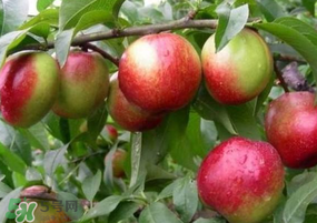 油桃怎么保存？油桃怎么保鮮？