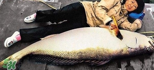 金錢鳘可以人工養(yǎng)殖嗎？黃唇魚為什么難養(yǎng)殖