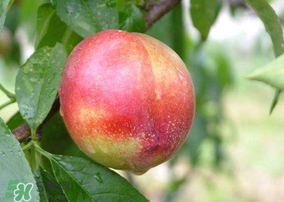 油桃可以榨汁嗎？油桃怎么榨汁？