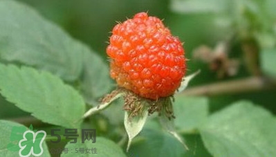 空心泡是否就是覆盆子？覆盆子是水果嗎