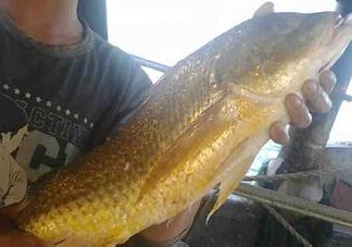 金錢鳘可以人工養(yǎng)殖嗎？黃唇魚為什么難養(yǎng)殖