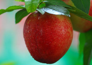 油桃什么人不能吃？油桃的禁忌