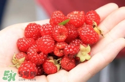 覆盆子哪里有賣？覆盆子多少錢一斤？