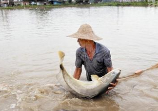金錢鳘是哪里原產(chǎn)的？金錢鳘的產(chǎn)地在哪里