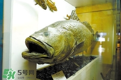金錢鳘是什么魚？金錢鳘是淡水魚嗎？