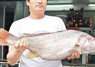 黃唇魚鰾是魚肚嗎？黃唇魚鰾是魚泡嗎
