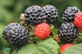 覆盆子哪里有賣？覆盆子多少錢一斤？